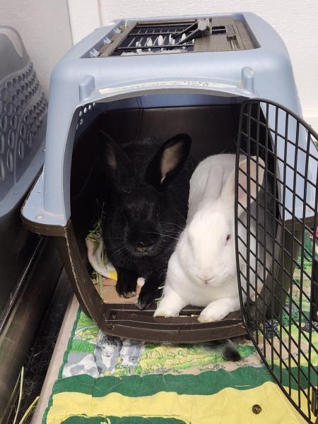 Enlarge TinkerBell, a Adoptable New Zealand in Kalamazoo, MI image 3/3