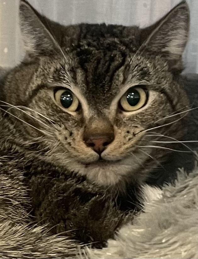 W2 TOMMY, Adoptable, Adult Male Domestic Short Hair.