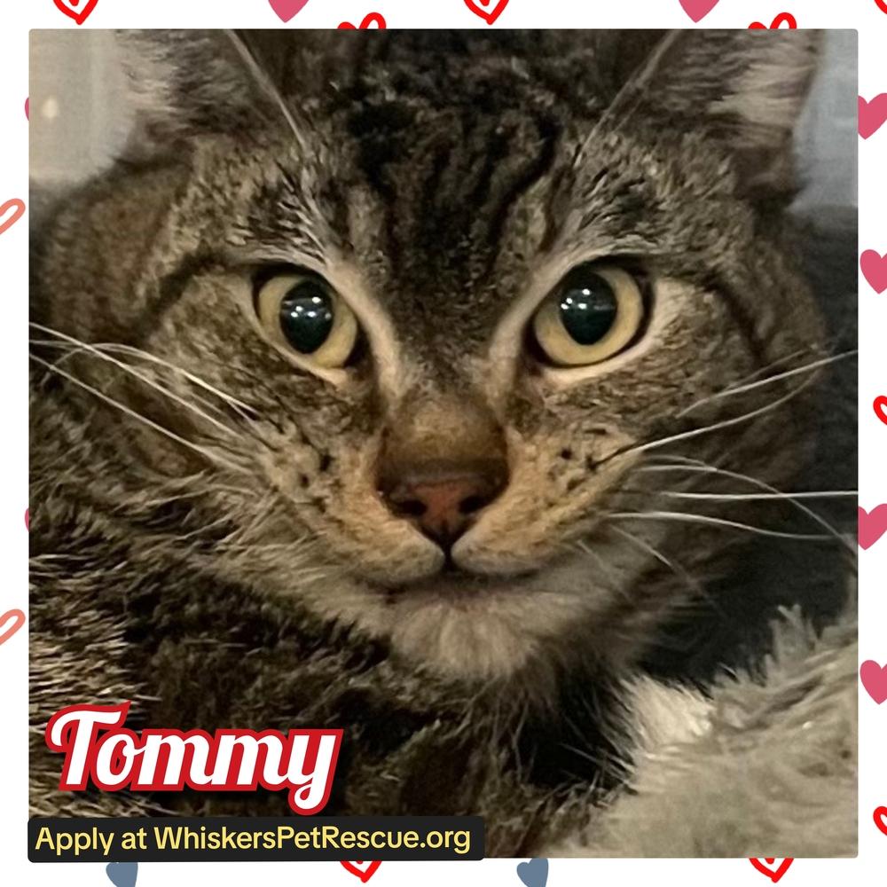 Enlarge W2 TOMMY, a Adoptable mixed breed in Southbury, CT image 2/3