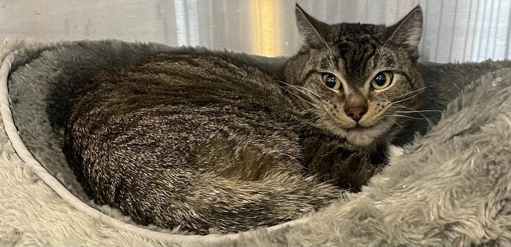 Enlarge W2 TOMMY, a Adoptable mixed breed in Southbury, CT image 3/3