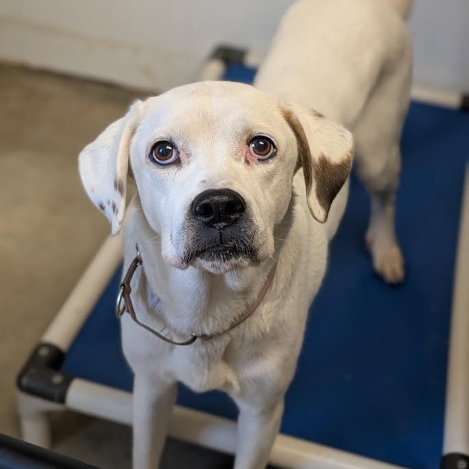 Enlarge Sadie, a Adoptable mixed breed in Blue Earth, MN image 4/4