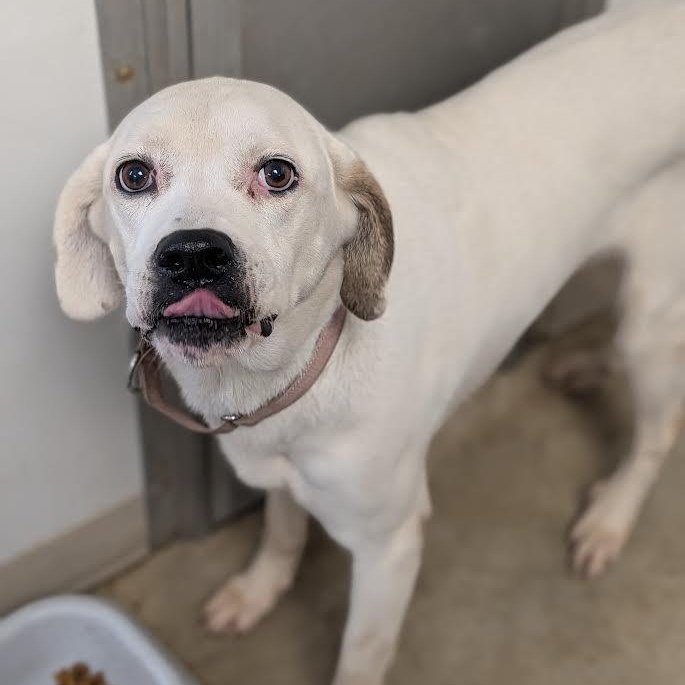 Enlarge Sadie, a Adoptable mixed breed in Blue Earth, MN image 1/4