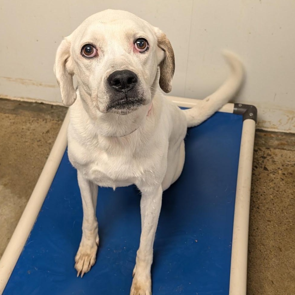 Enlarge Sadie, a Adoptable mixed breed in Blue Earth, MN image 2/4