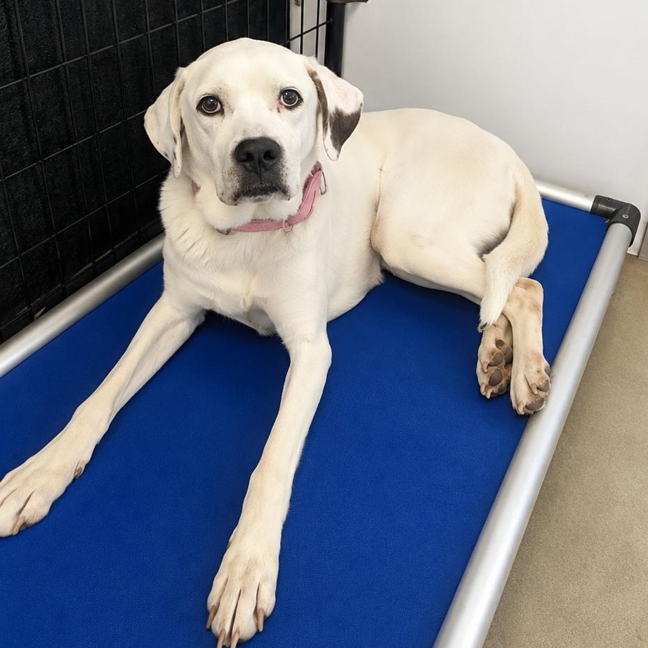 Enlarge Sadie, a Adoptable mixed breed in Blue Earth, MN image 3/4