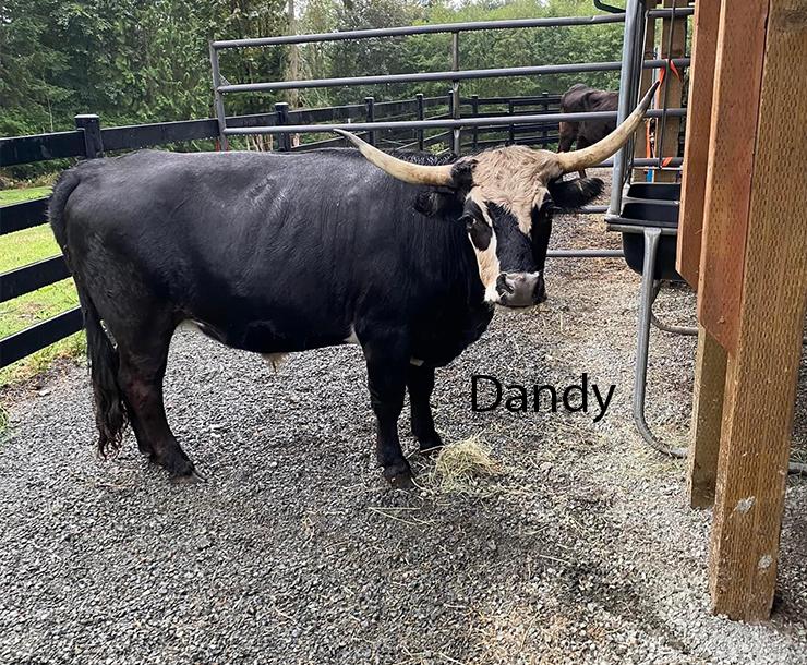 Fern, Dandy, & Lavender