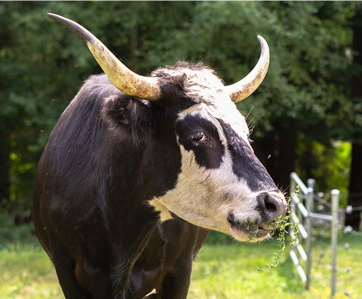 Fern, Dandy, & Lavender