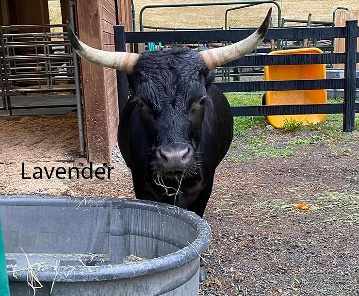 Fern, Dandy, & Lavender