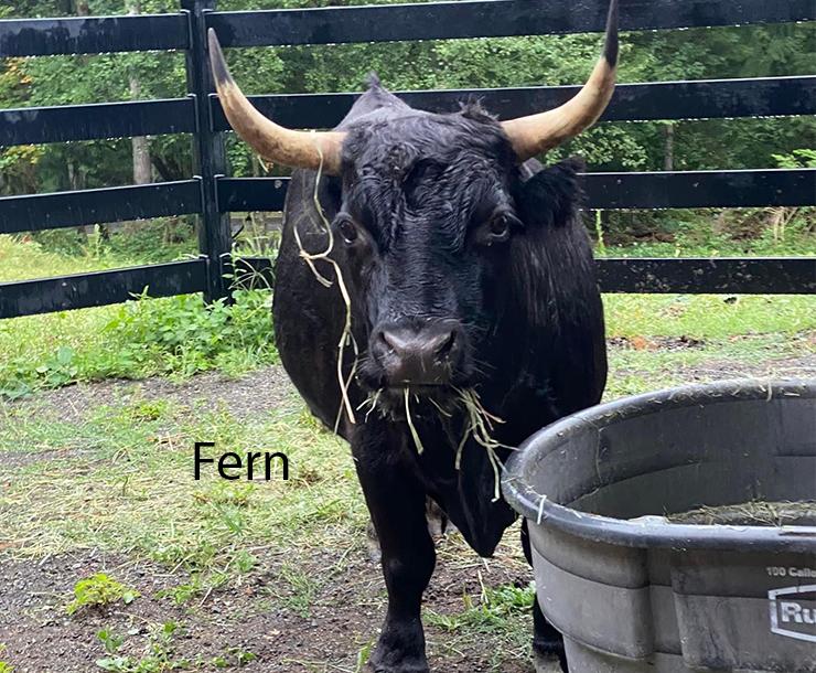 Fern, Dandy, & Lavender