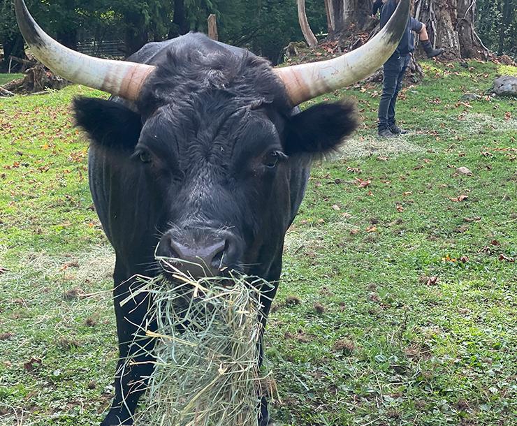 Fern, Dandy, & Lavender