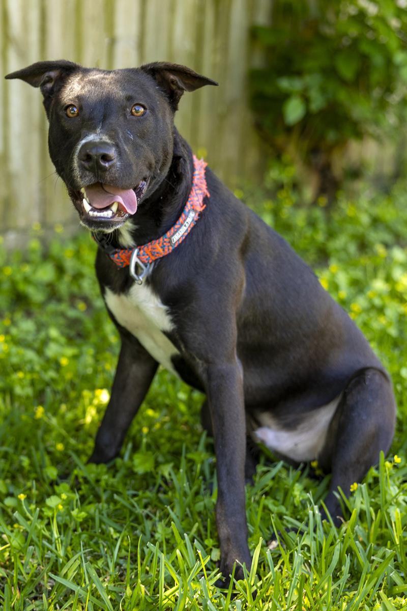 Enlarge Pretzel, a Adoptable mixed breed in Davenport, IA image 6/6
