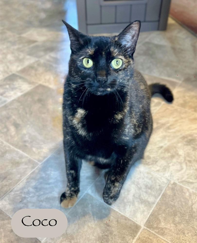 Coco, Adoptable, Young Female Domestic Short Hair.