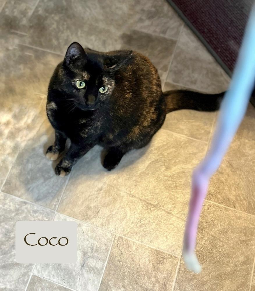 Enlarge Coco, a Adoptable Domestic Short Hair in Chalfont, PA image 3/6
