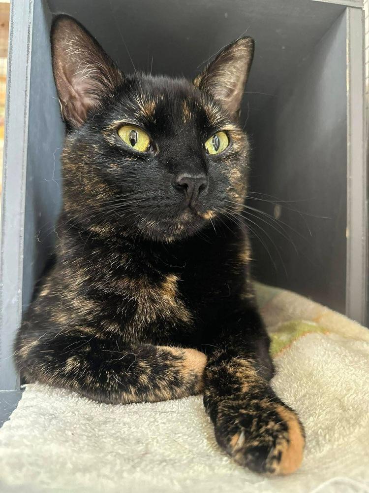 Coco, Adoptable, Kitten Female Domestic Short Hair.