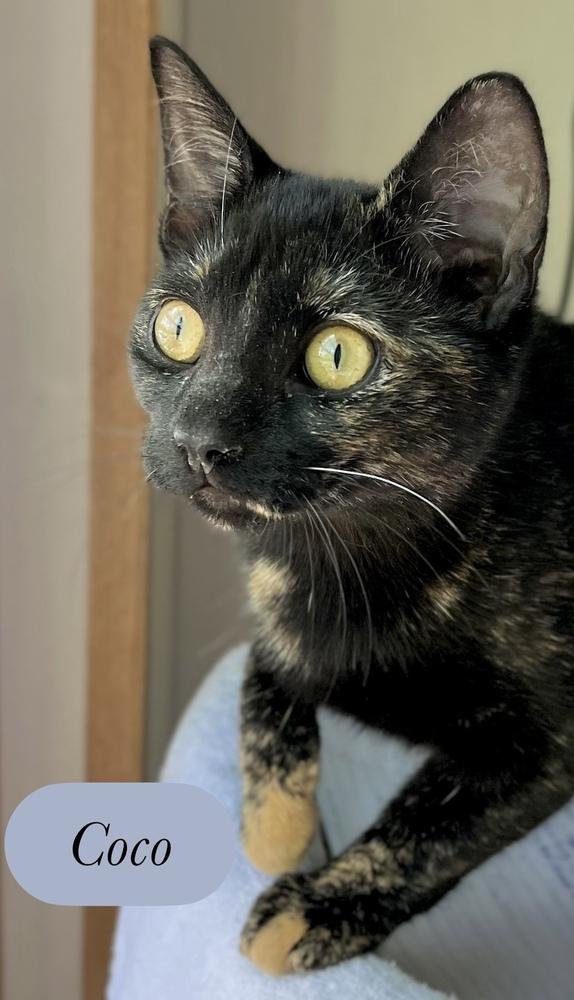 Enlarge Coco, a Adoptable Domestic Short Hair in Chalfont, PA image 2/6