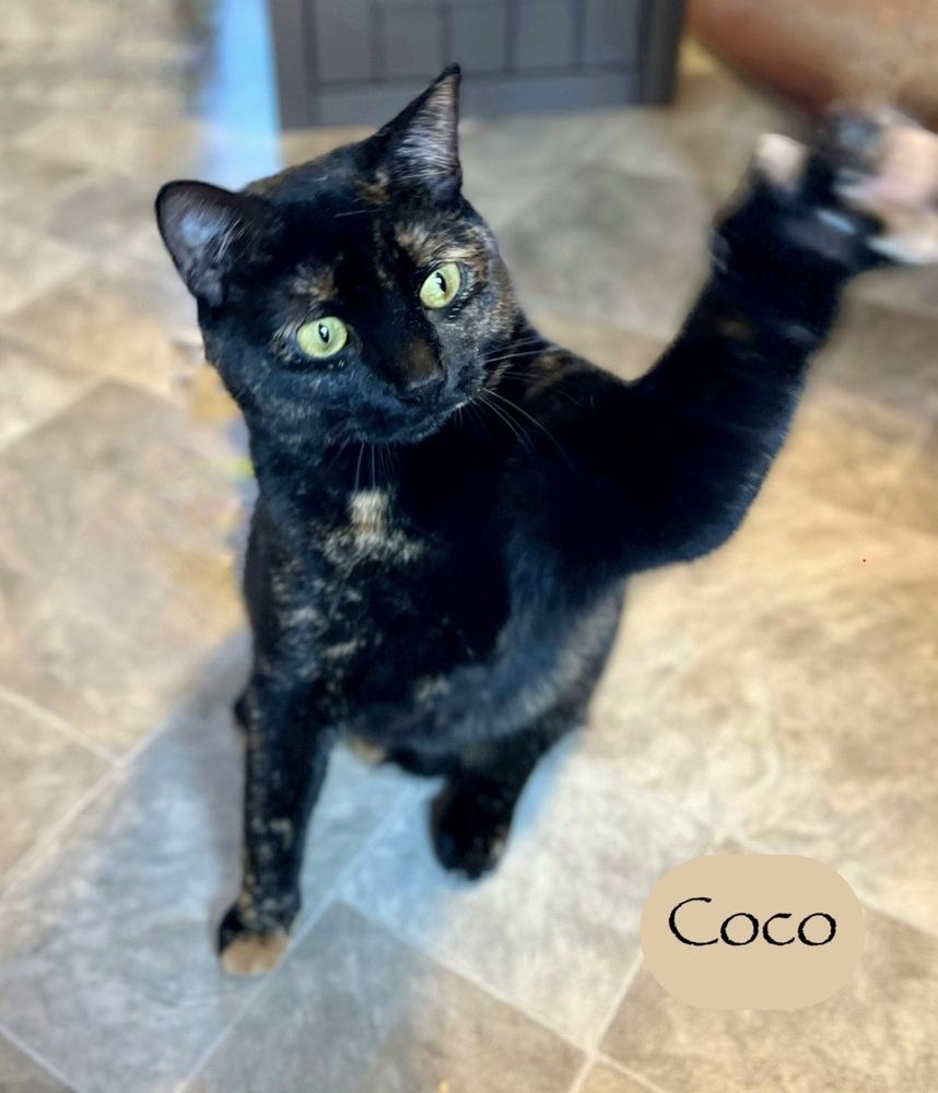 Enlarge Coco, a Adoptable Domestic Short Hair in Chalfont, PA image 4/6