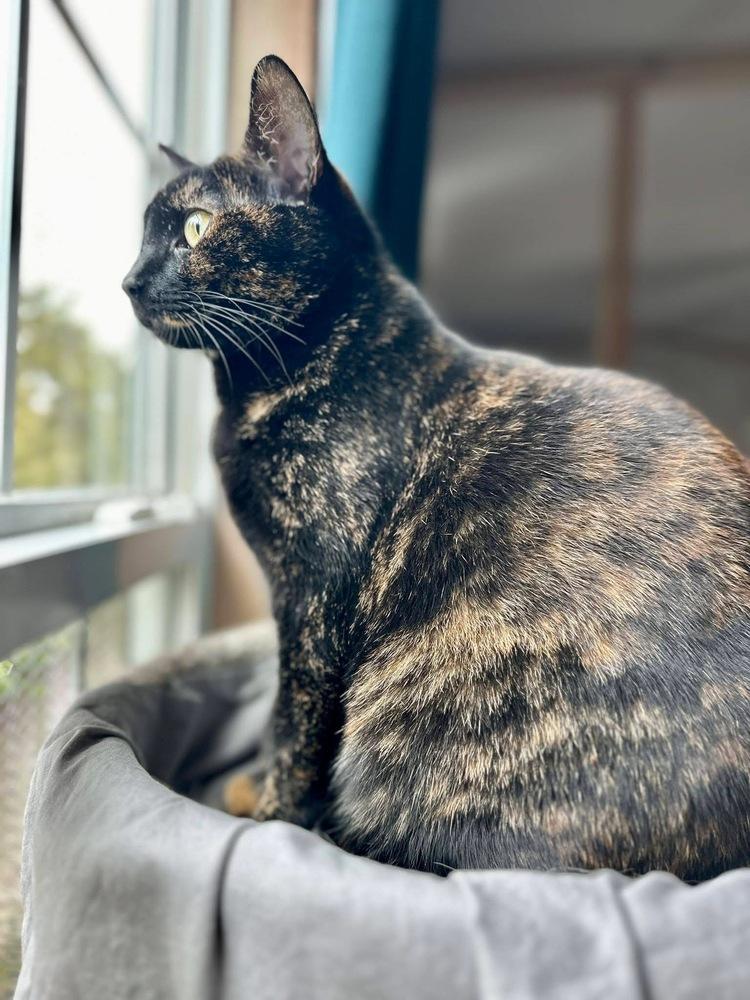 Enlarge Coco, a Adoptable Domestic Short Hair in Chalfont, PA image 3/6