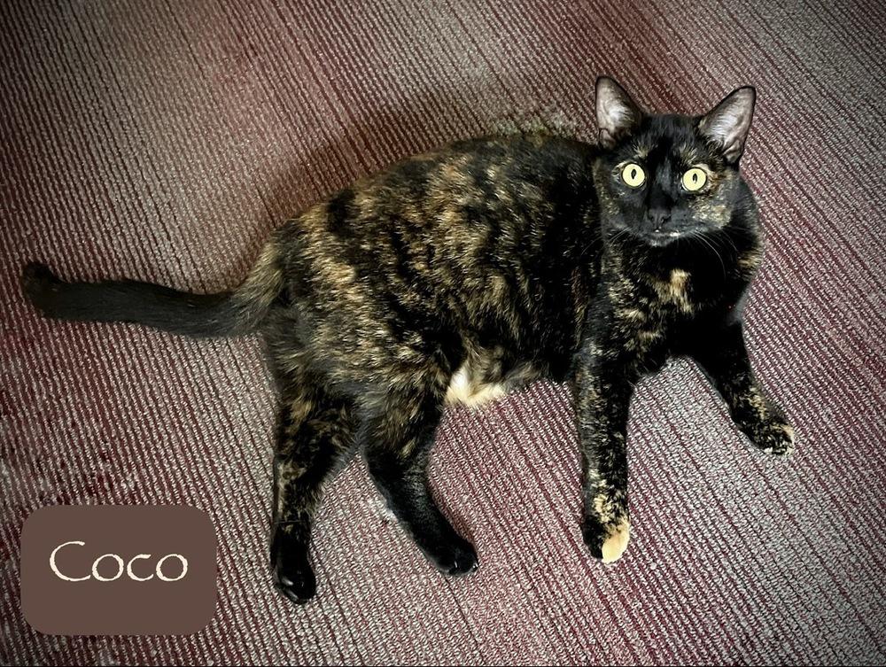 Enlarge Coco, a Adoptable Domestic Short Hair in Chalfont, PA image 5/6