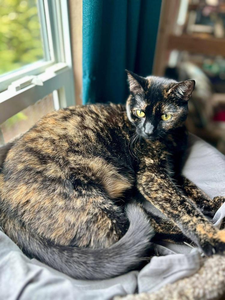 Enlarge Coco, a Adoptable Domestic Short Hair in Chalfont, PA image 4/6