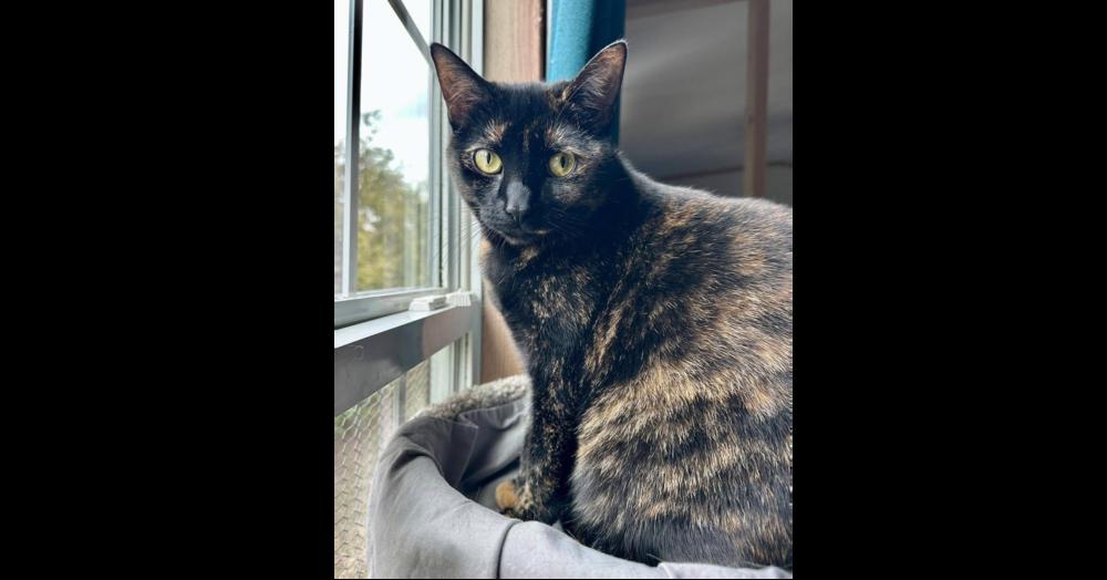 Enlarge Coco, a Adoptable Domestic Short Hair in Chalfont, PA image 5/6