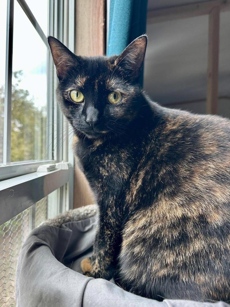 Enlarge Coco, a Adoptable Domestic Short Hair in Chalfont, PA image 6/6