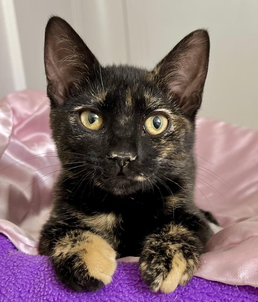 Enlarge Coco, a Adoptable Domestic Short Hair in Chalfont, PA image 6/6