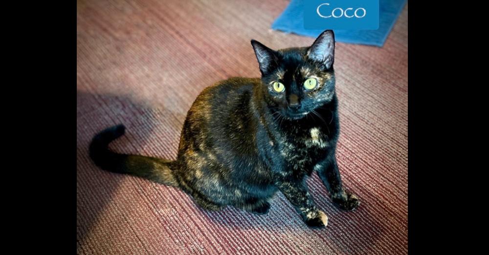 Enlarge Coco, a Adoptable Domestic Short Hair in Chalfont, PA image 1/6