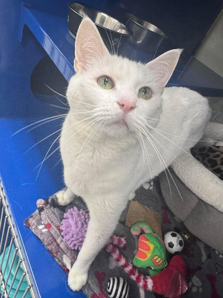 Merlin, ADOPTABLE, Adult Male Domestic Short Hair.
