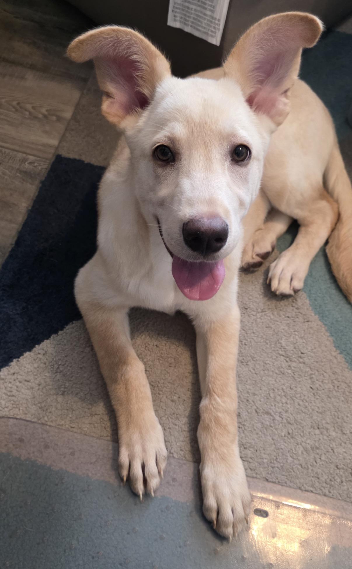 Sunshine, a ADOPTABLE mixed breed in Austin, TX image 2/4