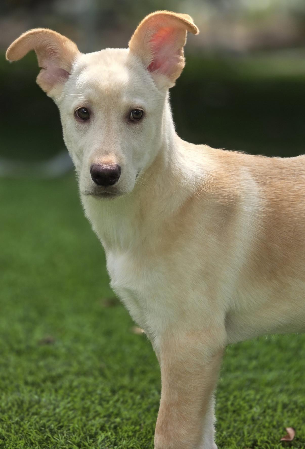 Sunshine, a ADOPTABLE mixed breed in Austin, TX image 3/4