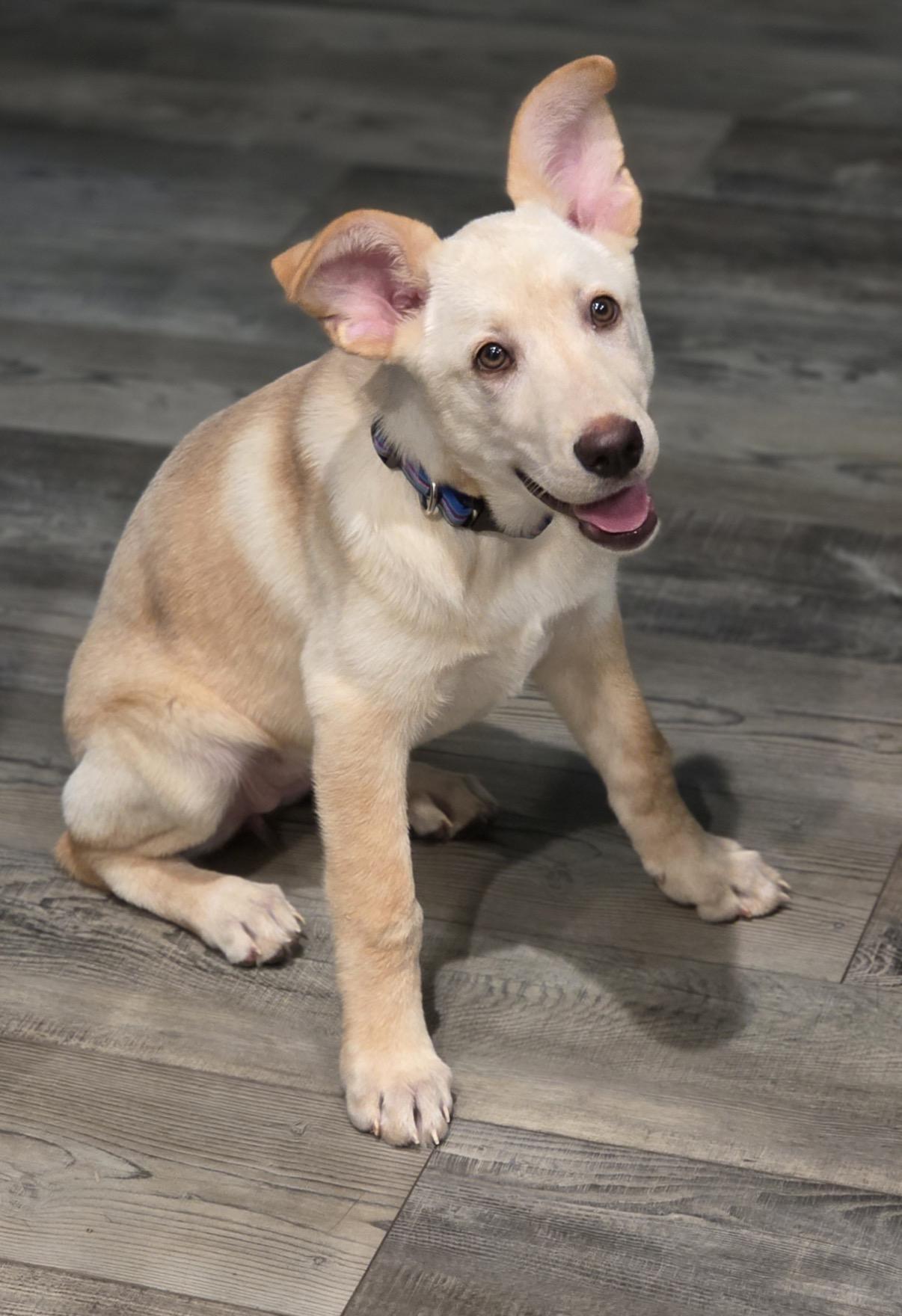 Sunshine, ADOPTABLE, Puppy Female Yellow Labrador Retriever & Great Pyrenees.