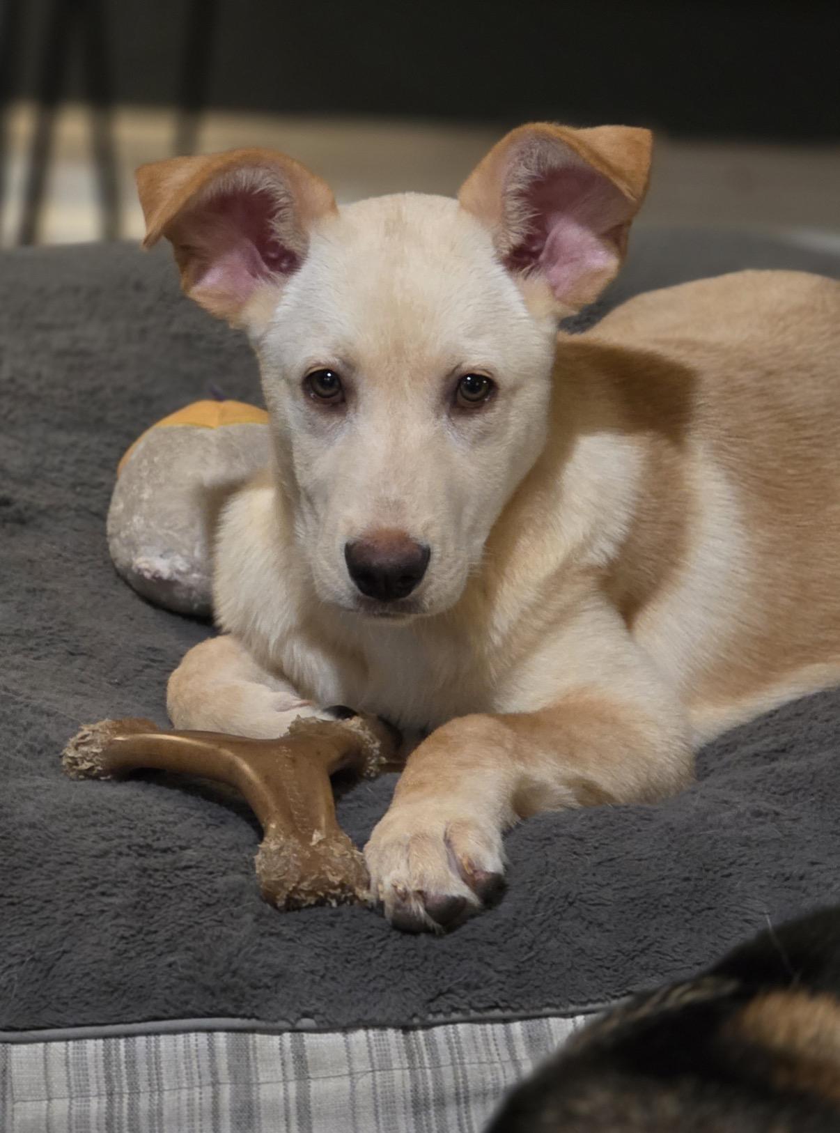 Sunshine, a ADOPTABLE mixed breed in Austin, TX image 4/4