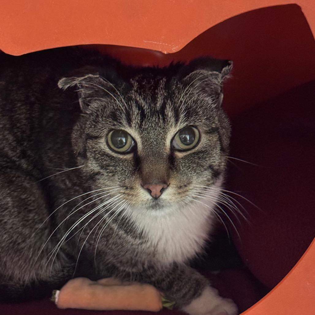 Enlarge Foxy, a Adoptable Domestic Short Hair in Waukesha, WI image 1/1