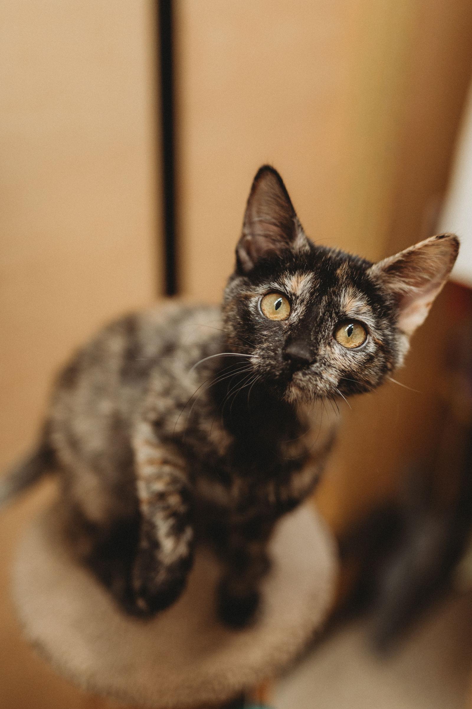 Enlarge Vixen, a Adoptable mixed breed in McKinney, TX image 2/2