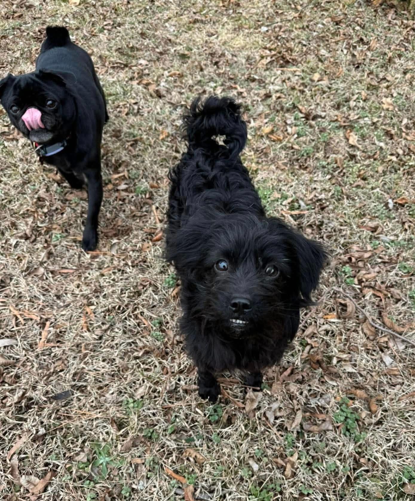 Cherry, ADOPTABLE, Adult Female Yorkshire Terrier & Miniature Poodle.