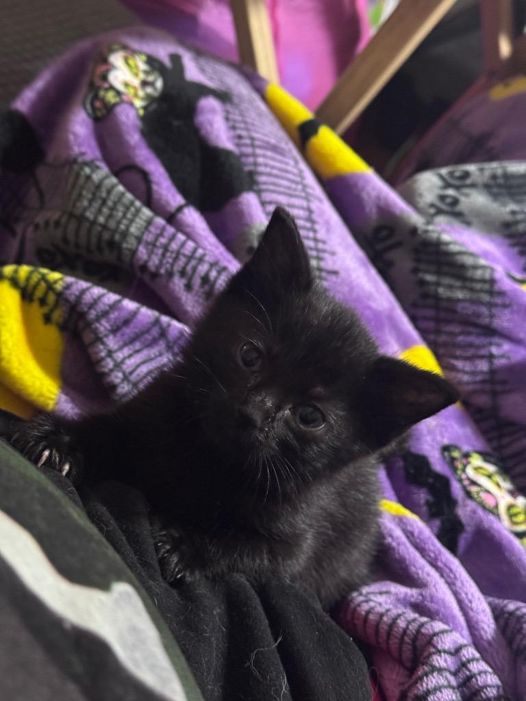 Shion, Adoptable, Kitten Female Domestic Short Hair.