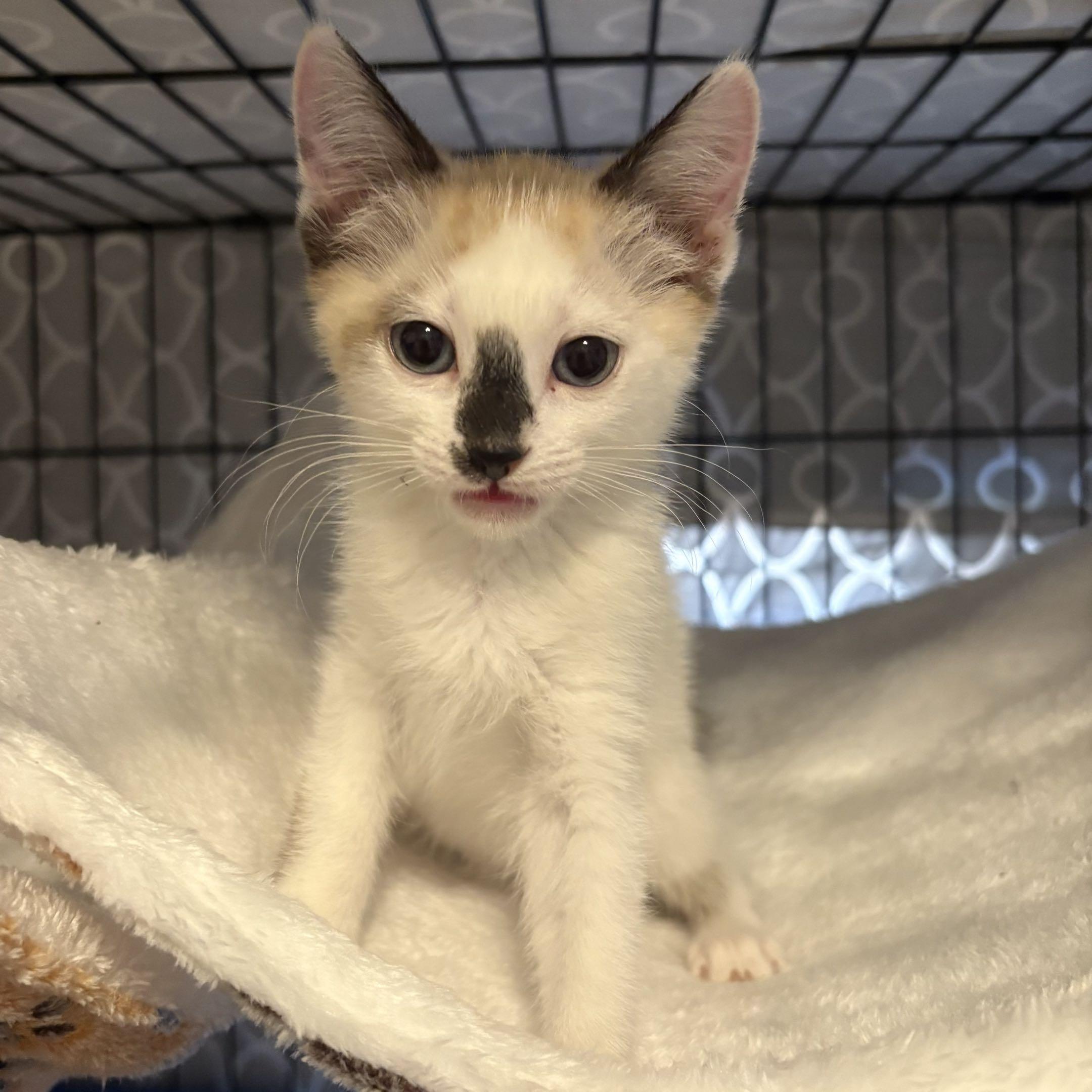 Enlarge London, a Adoptable Siamese in La Canada, CA image 1/1