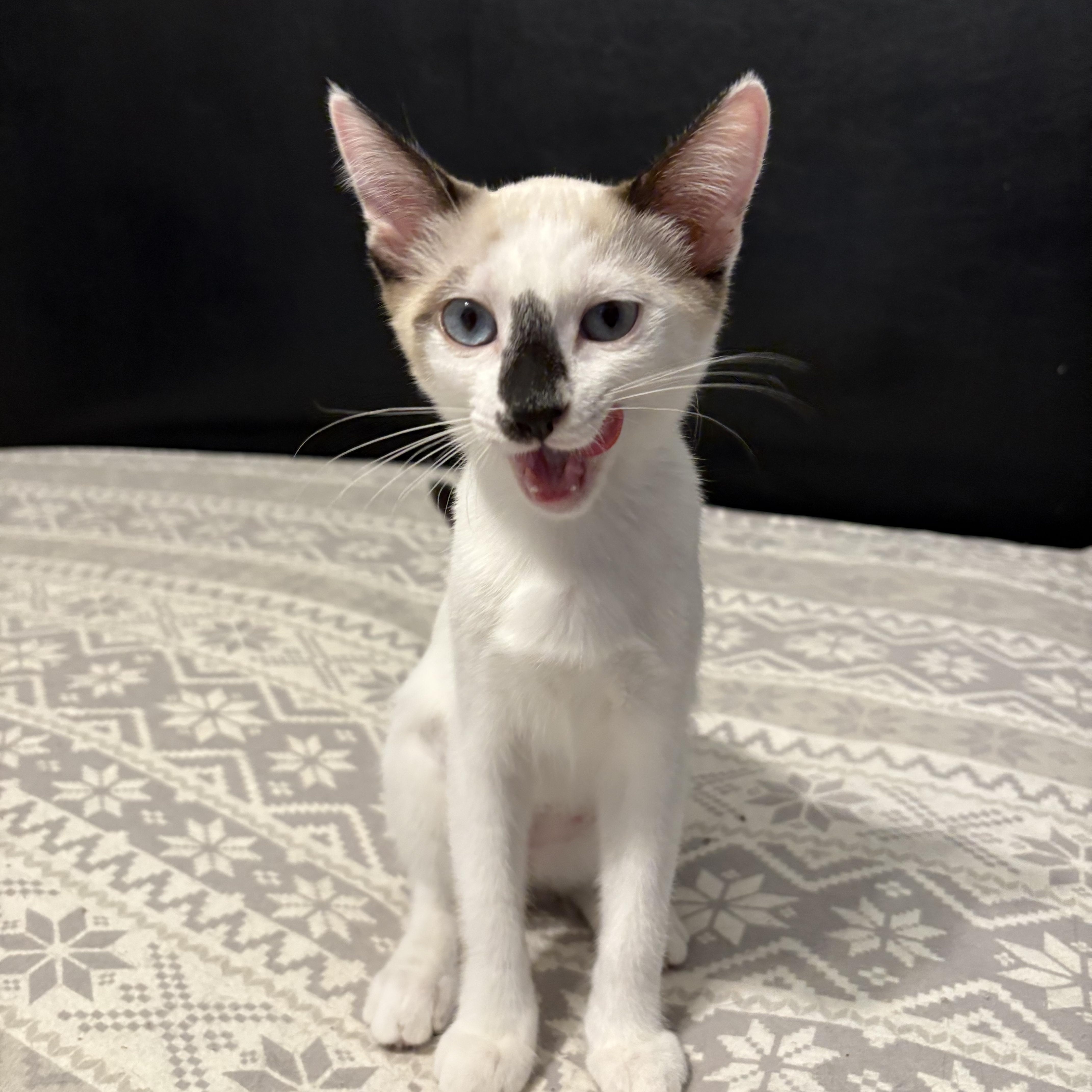 London, a Adoptable Siamese in La Canada, CA image 3/3