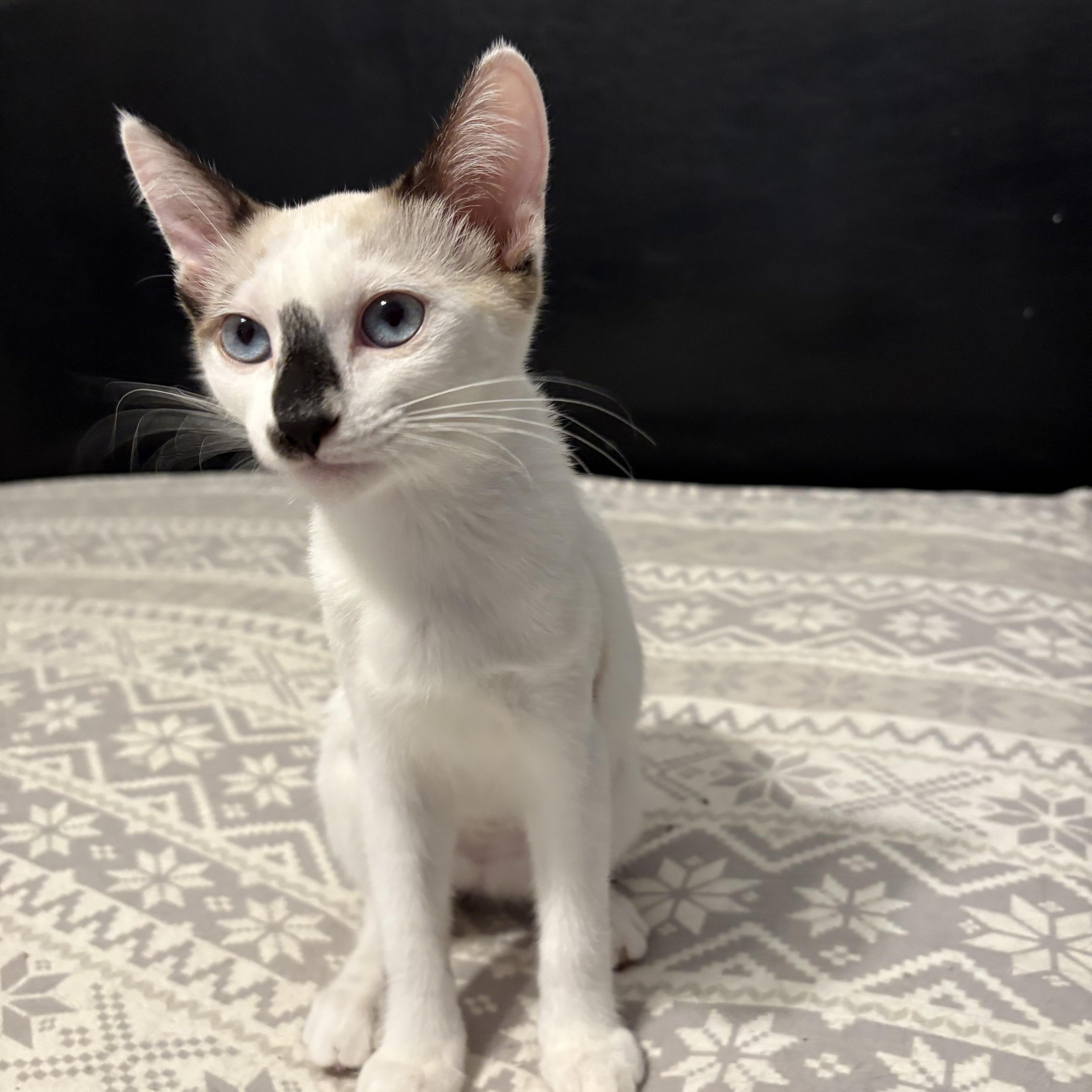 London, Adoptable, Kitten Female Siamese.