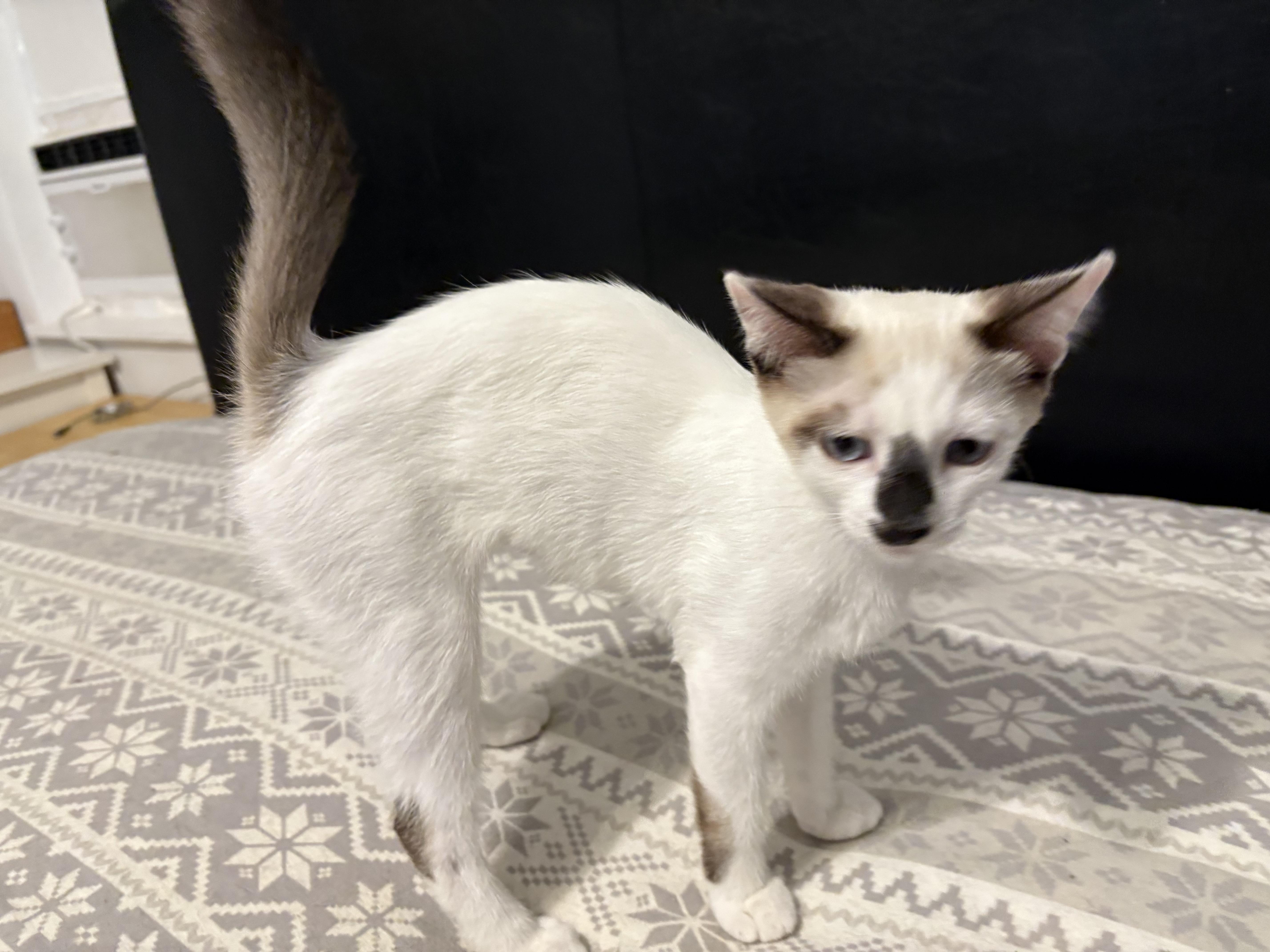 London, a Adoptable Siamese in La Canada, CA image 2/3