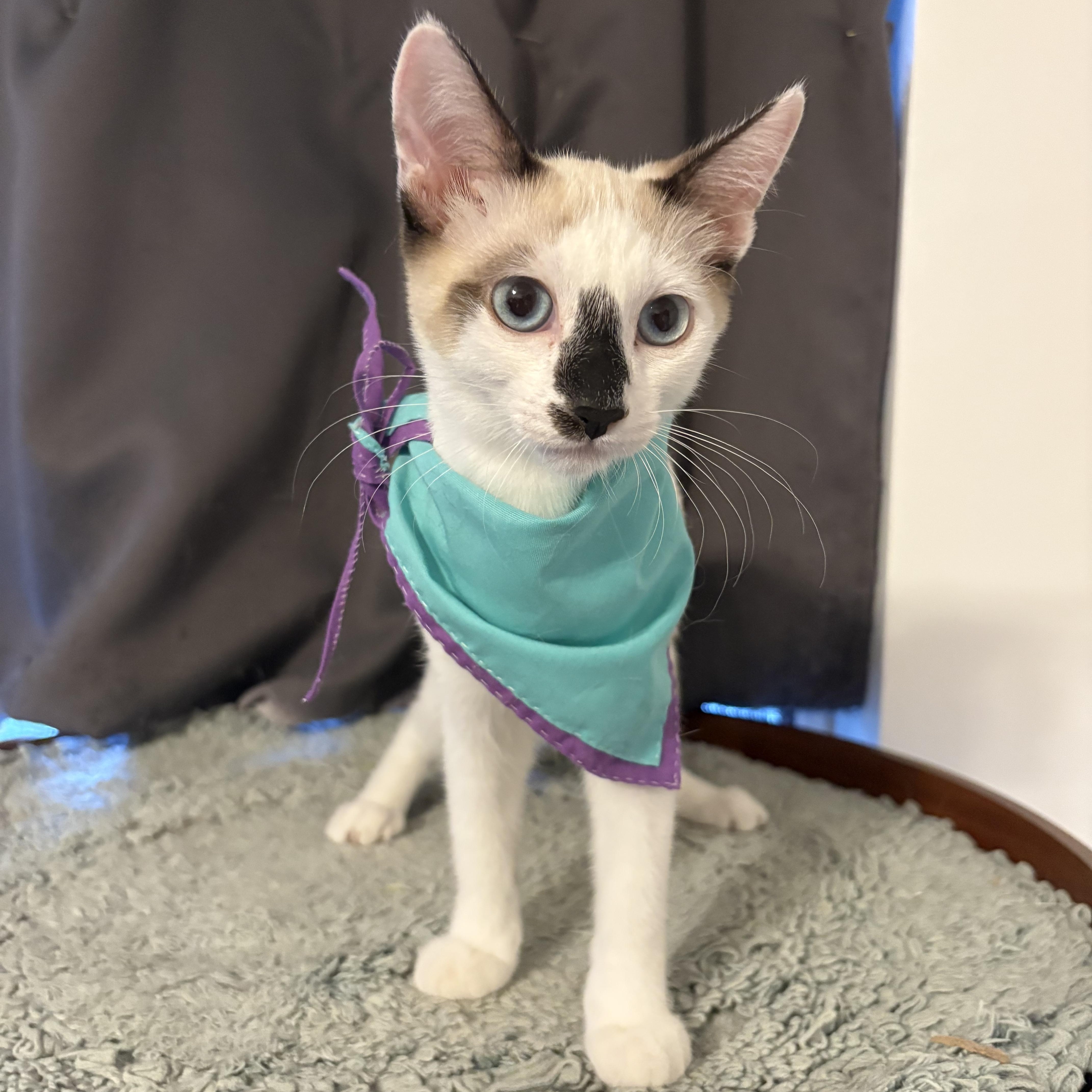 London, a Adoptable Siamese in La Canada, CA image 2/3