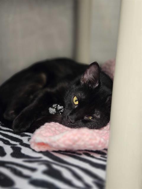 VERMEER, Adoptable, Adult Female Domestic Short Hair.