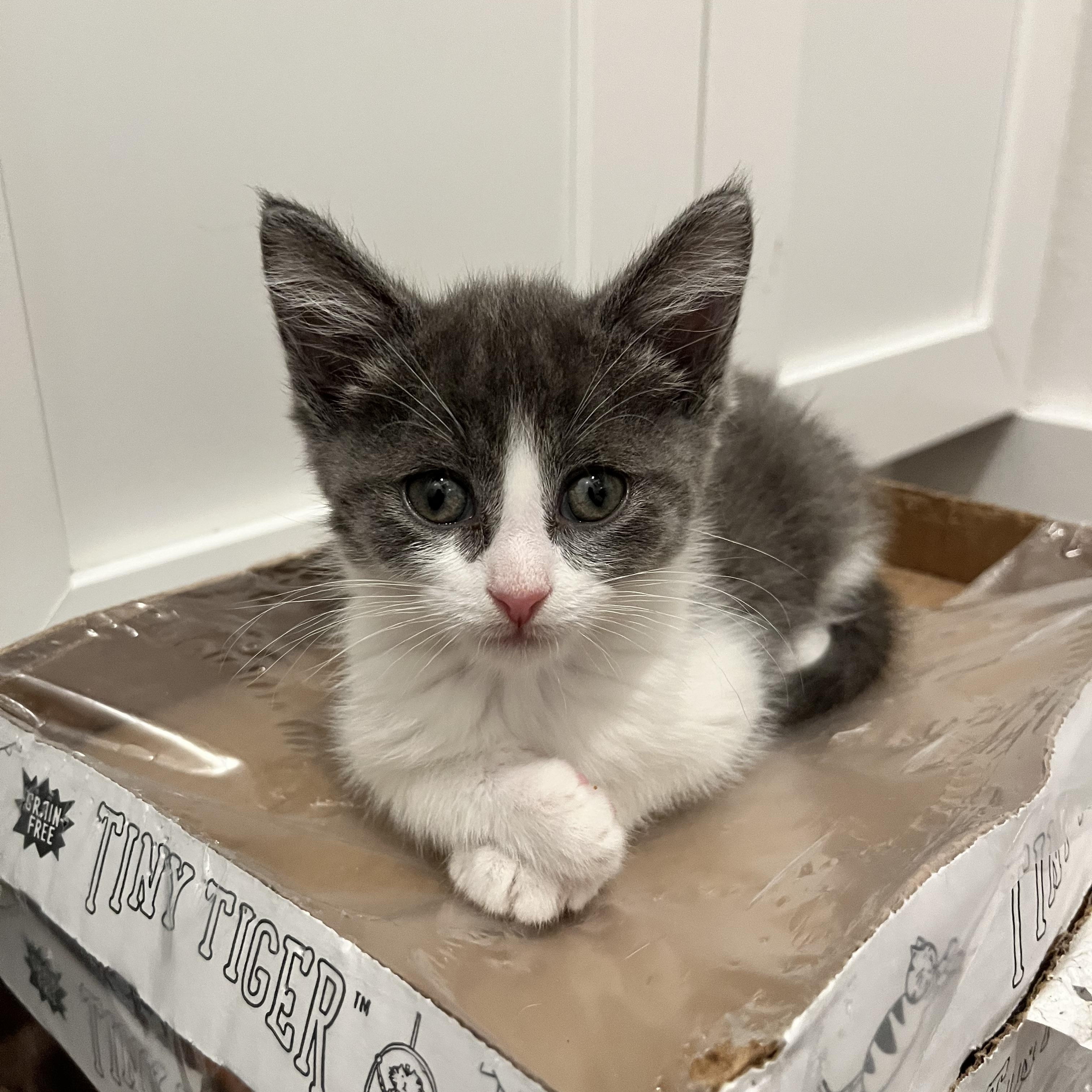 Enlarge Dorothea, a ADOPTABLE Domestic Short Hair in Hudsonville, MI image 6/6