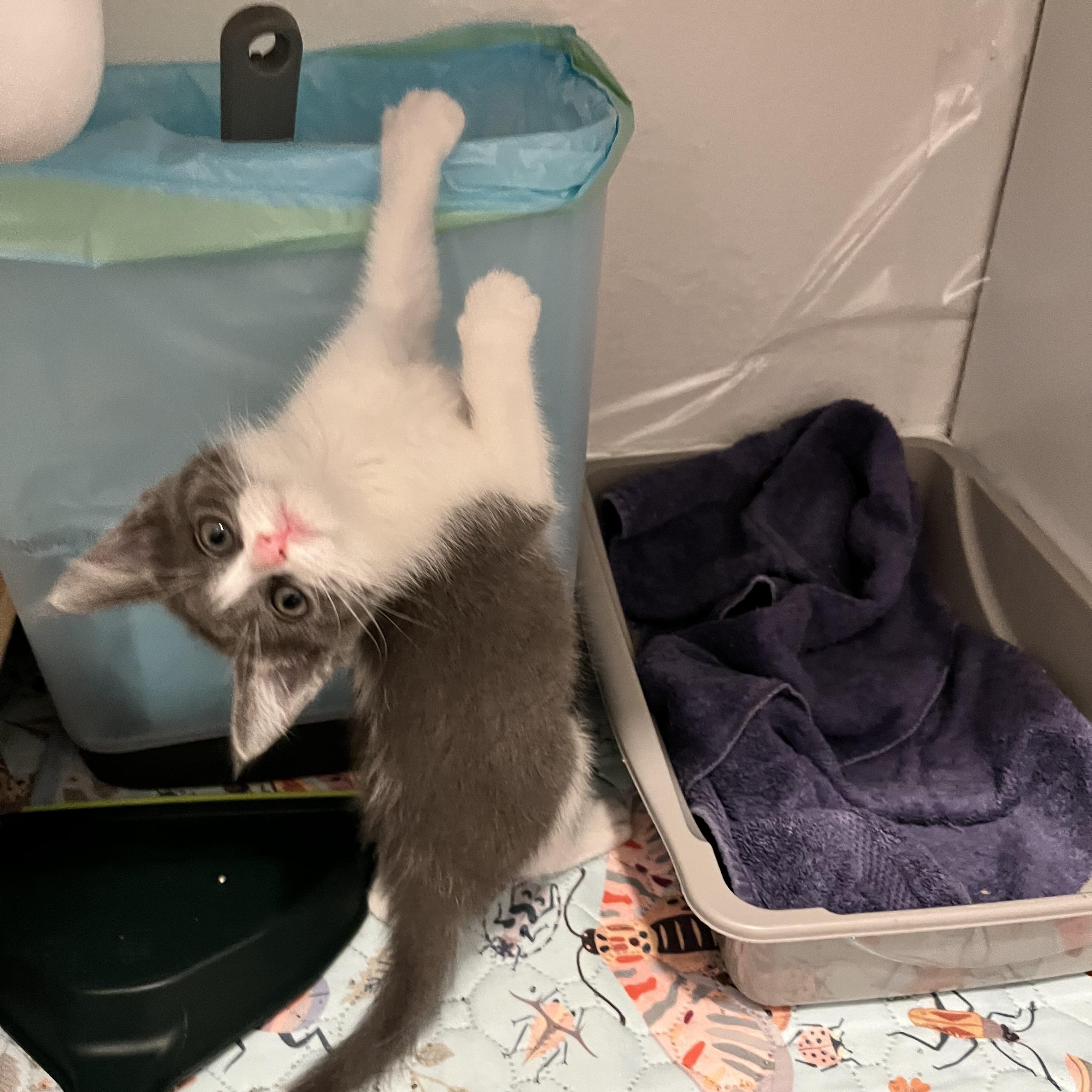 Enlarge Dorothea, a ADOPTABLE Domestic Short Hair in Hudsonville, MI image 4/6