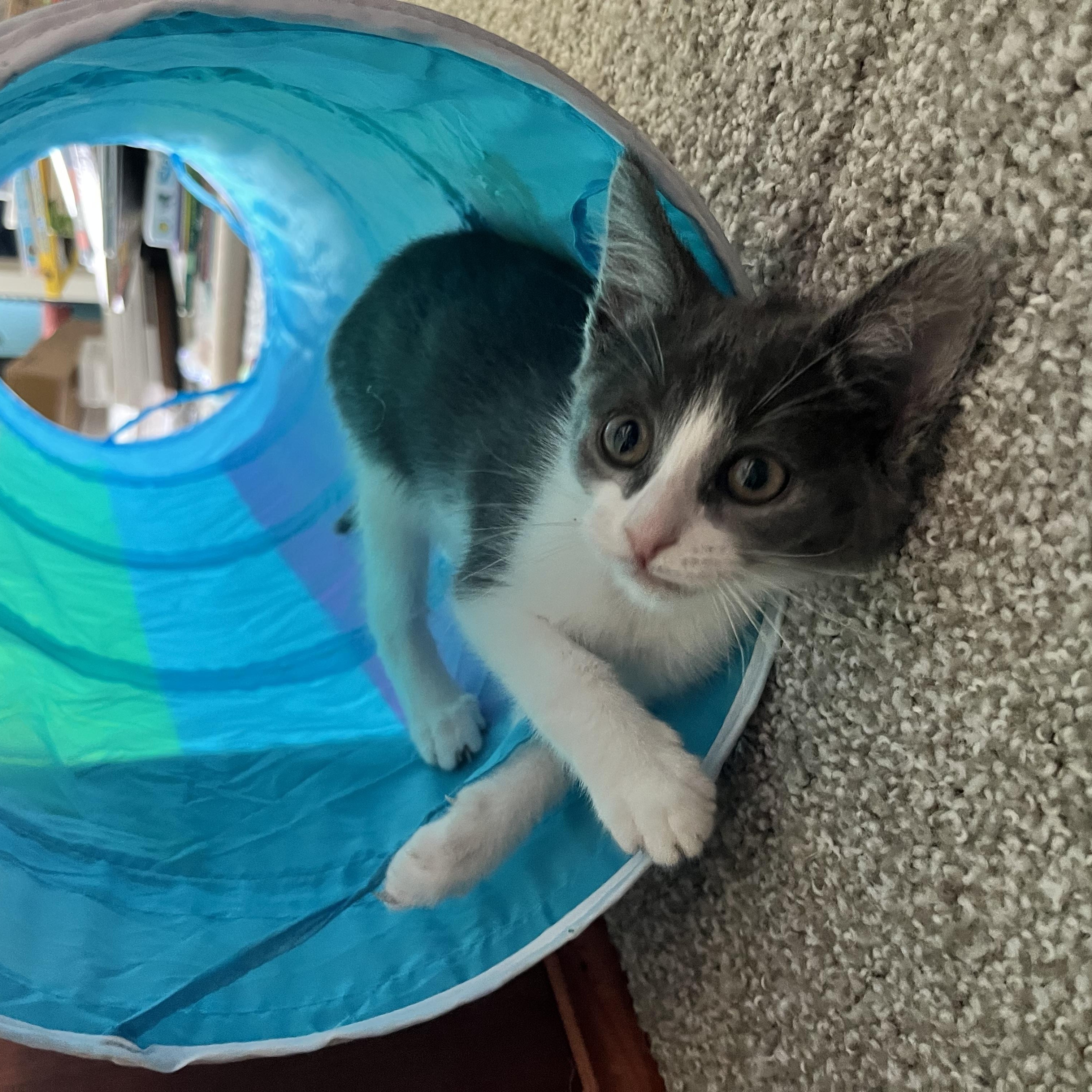 Enlarge Dorothea, a ADOPTABLE Domestic Short Hair in Hudsonville, MI image 2/6