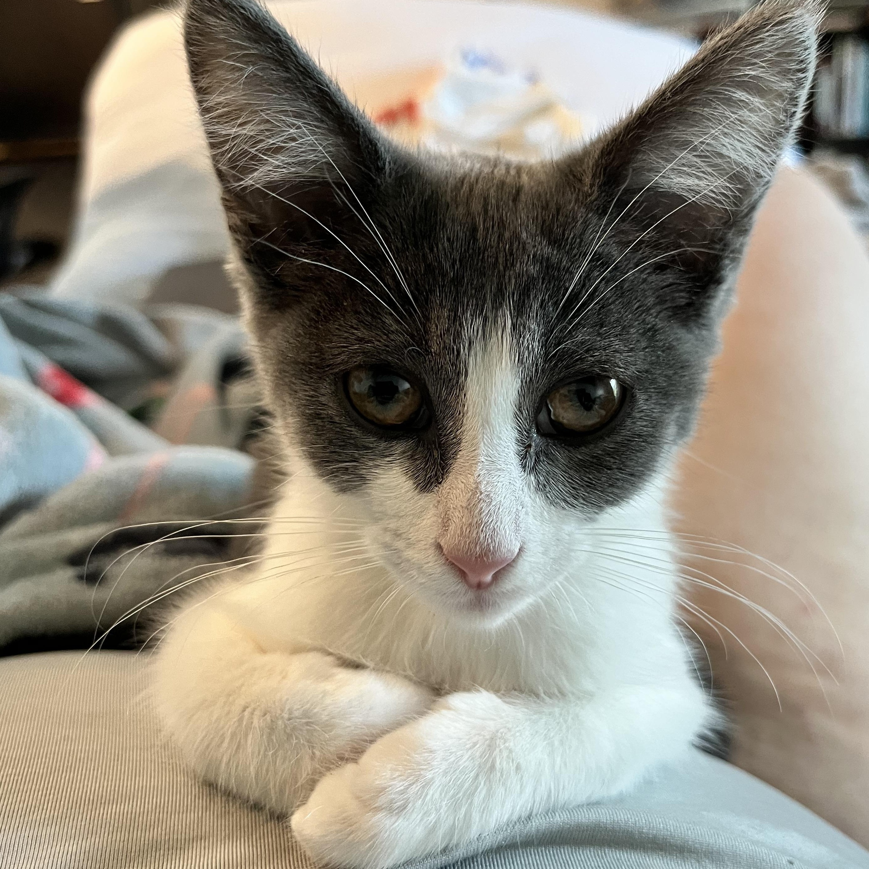 Enlarge Dorothea, a ADOPTABLE Domestic Short Hair in Hudsonville, MI image 6/6