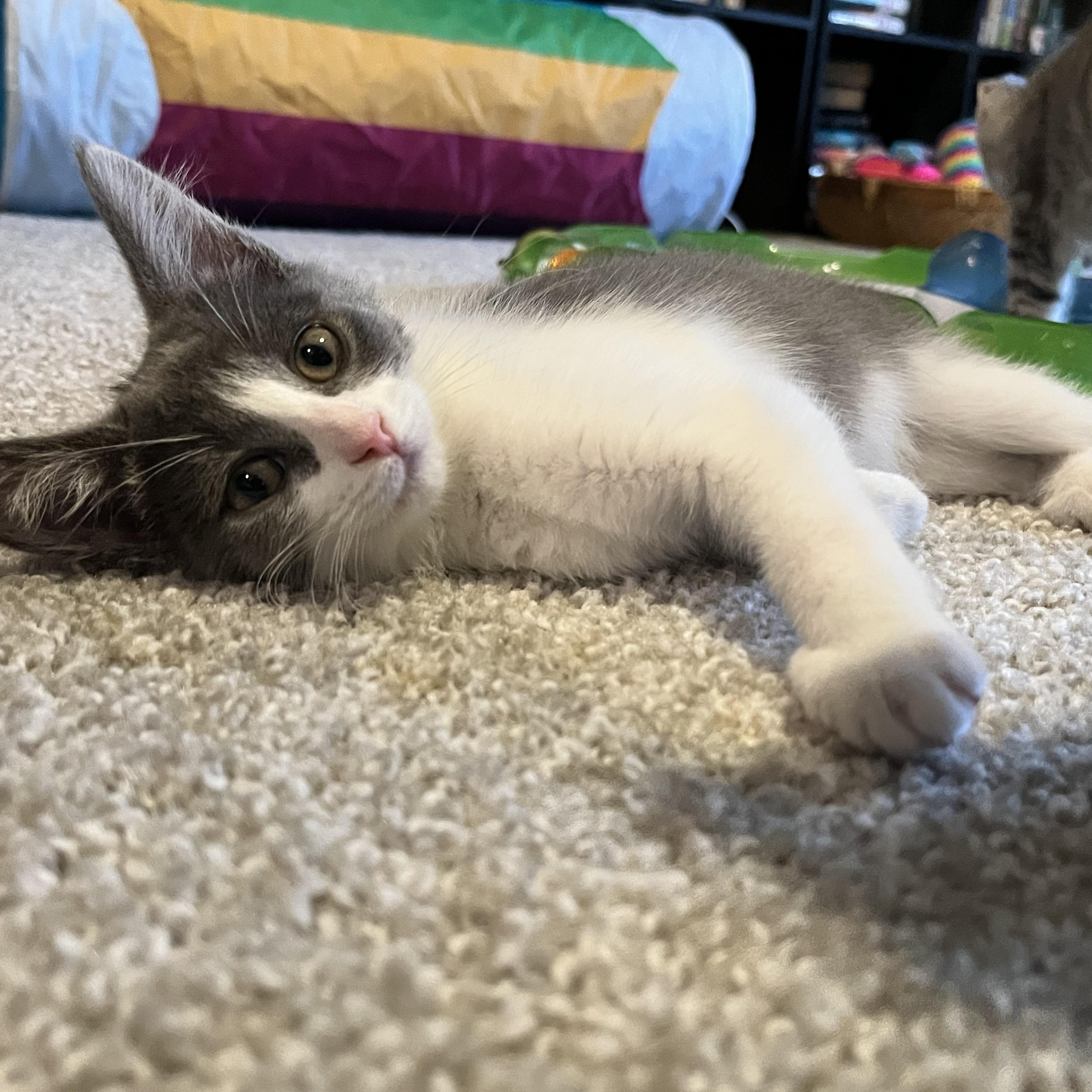 Enlarge Dorothea, a ADOPTABLE Domestic Short Hair in Hudsonville, MI image 5/6