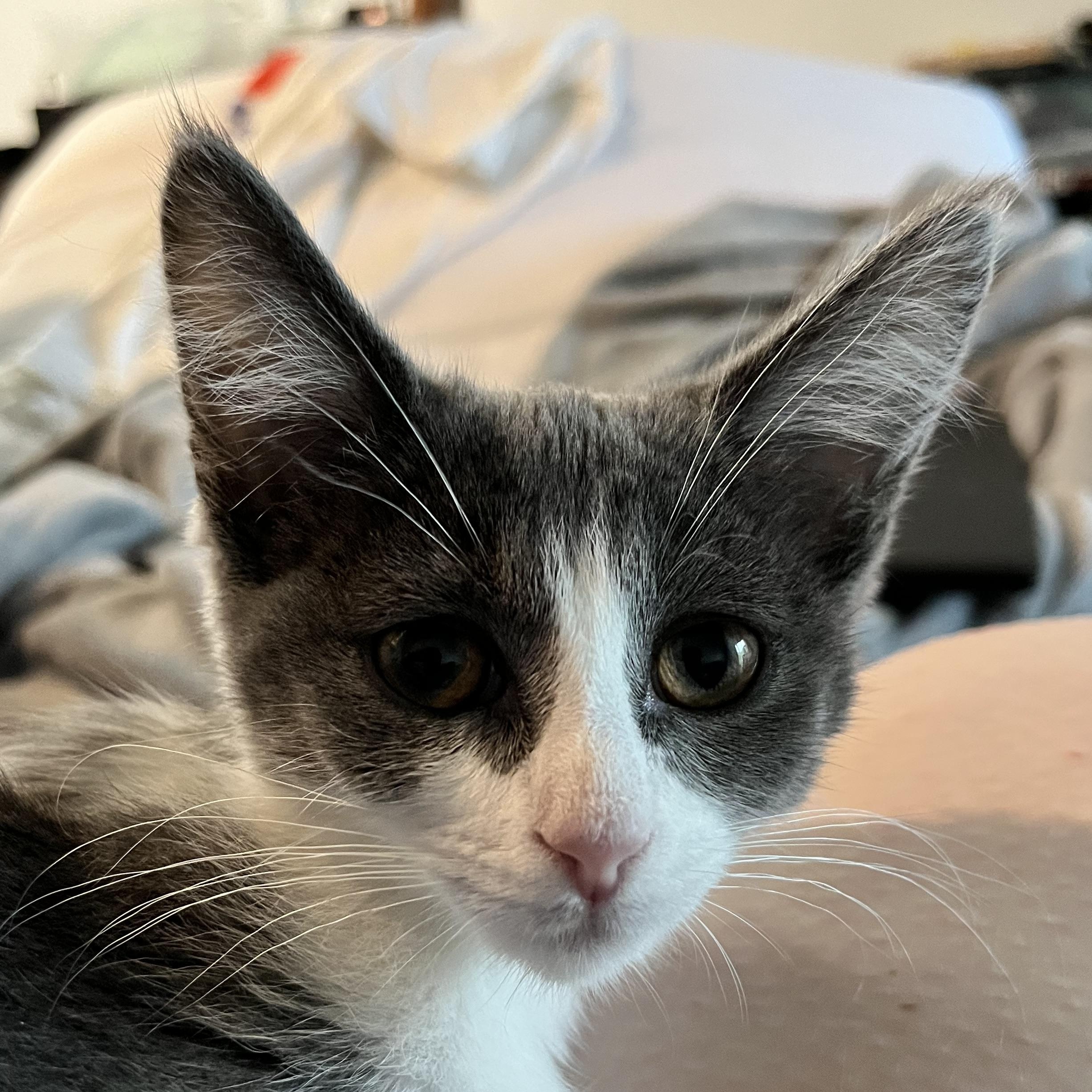 Enlarge Dorothea, a ADOPTABLE Domestic Short Hair in Hudsonville, MI image 5/6