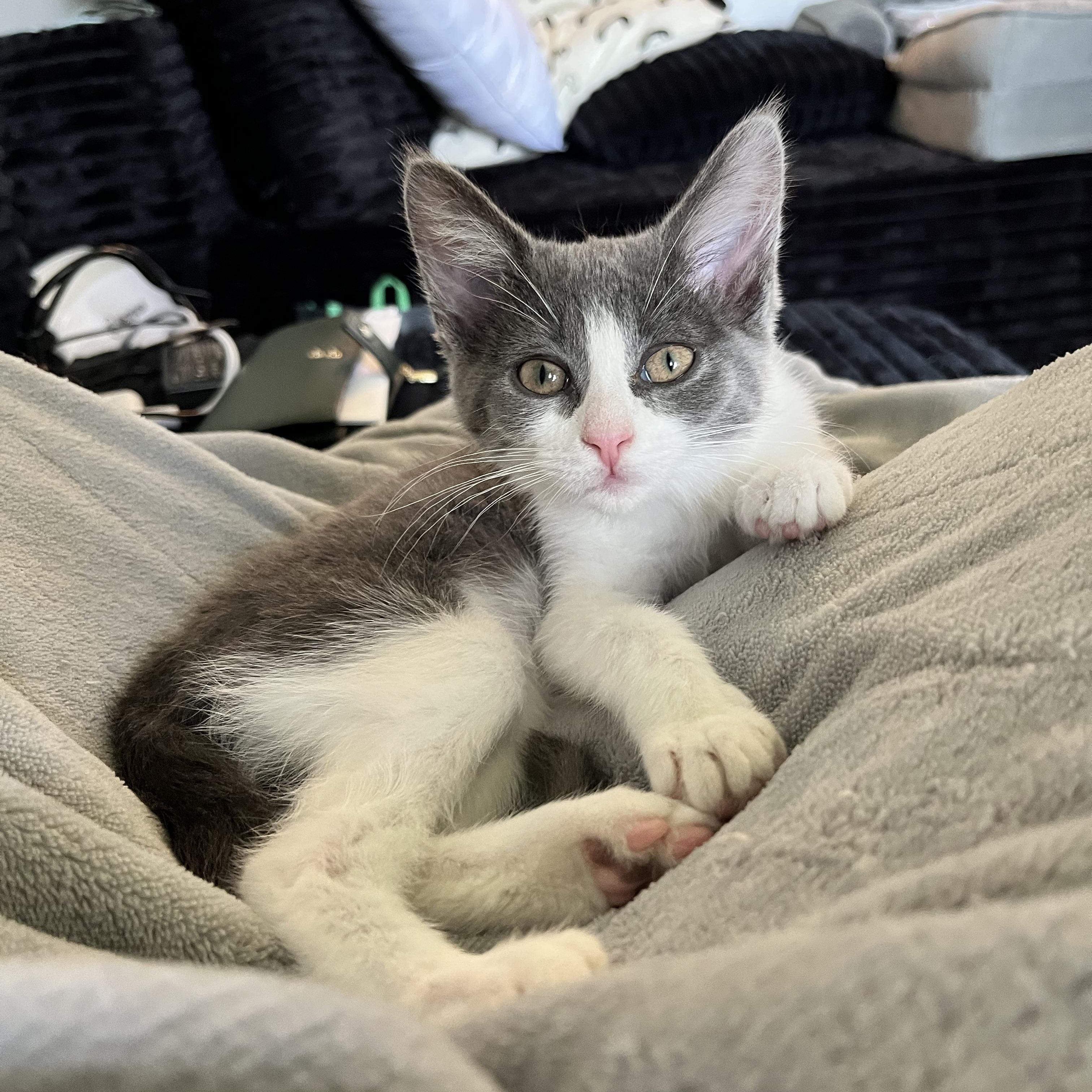 Enlarge Dorothea, a ADOPTABLE Domestic Short Hair in Hudsonville, MI image 4/6