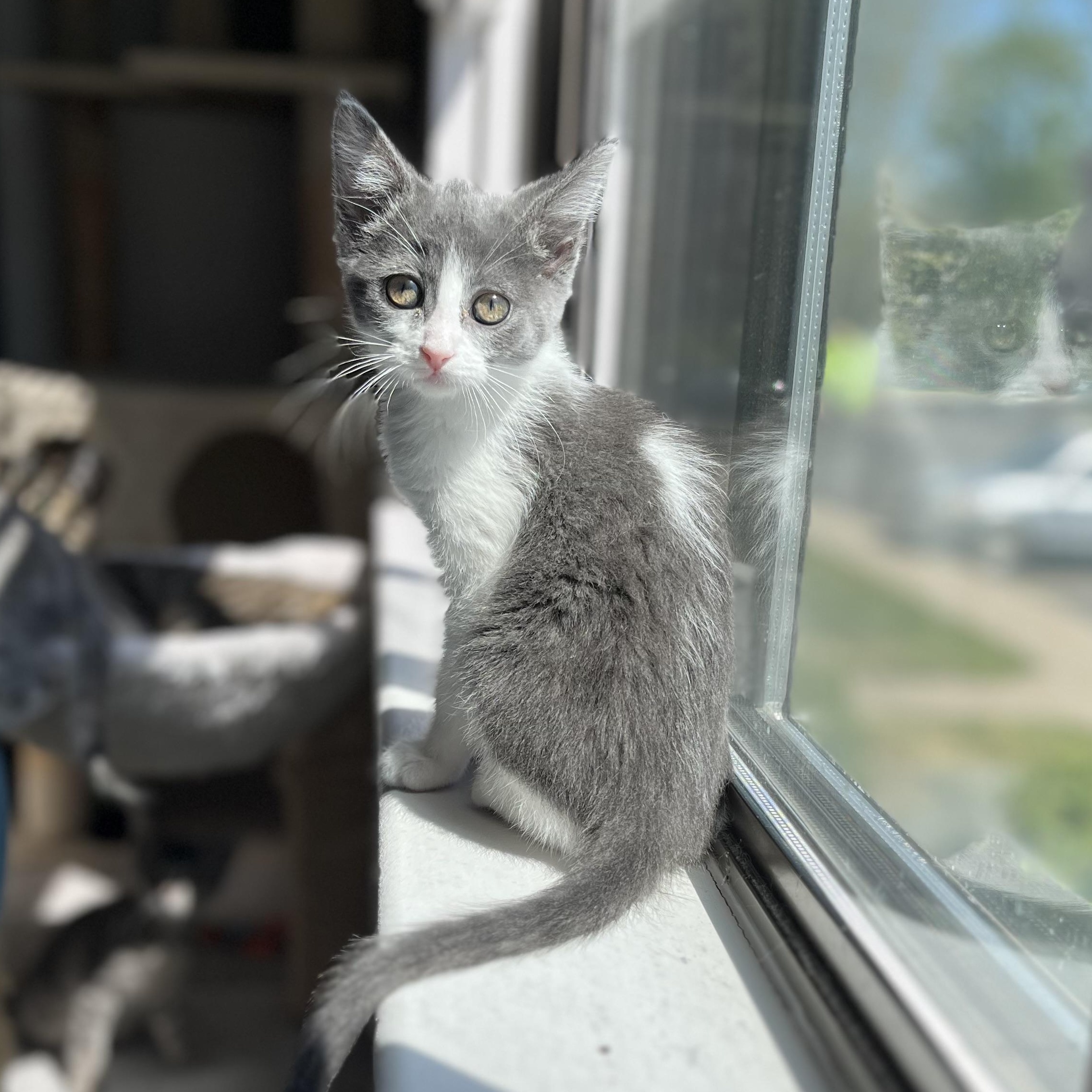Dorothea, ADOPTABLE, Kitten Female Domestic Short Hair.