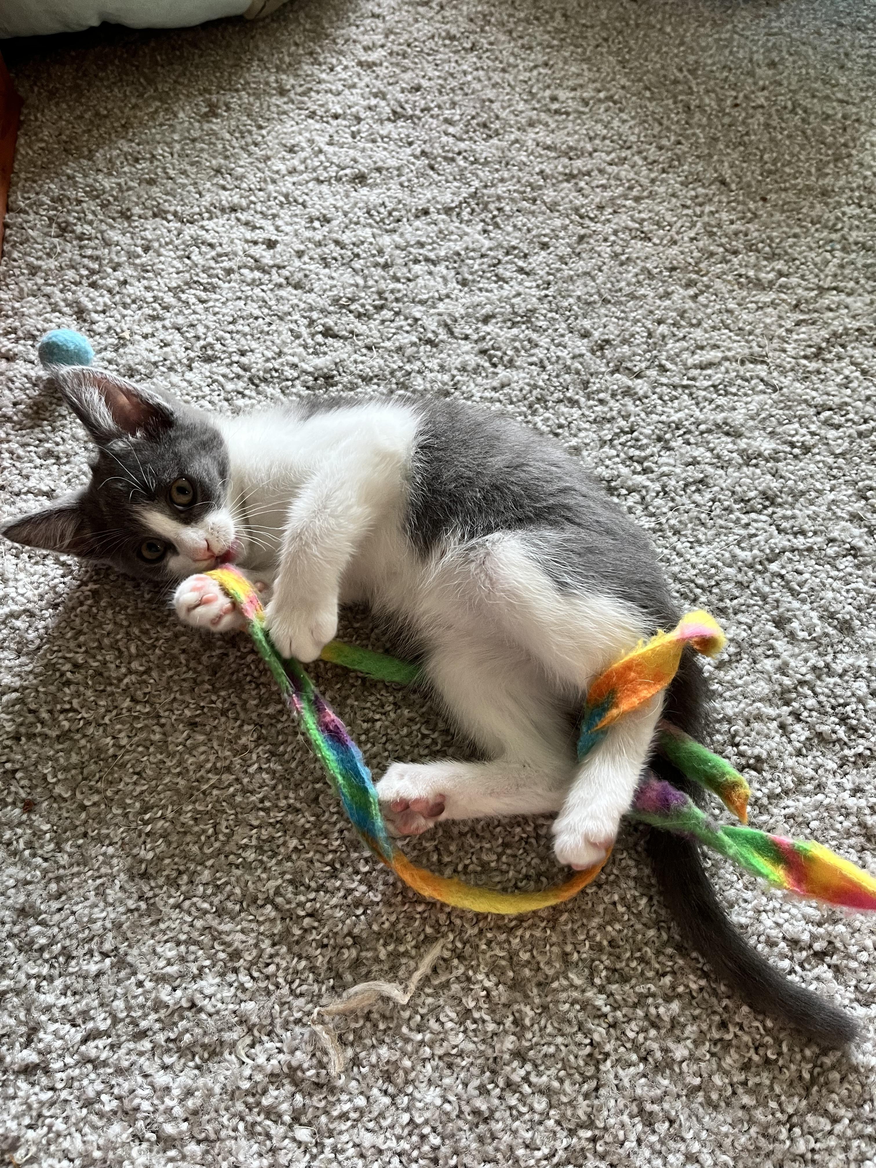 Enlarge Dorothea, a ADOPTABLE Domestic Short Hair in Hudsonville, MI image 3/6